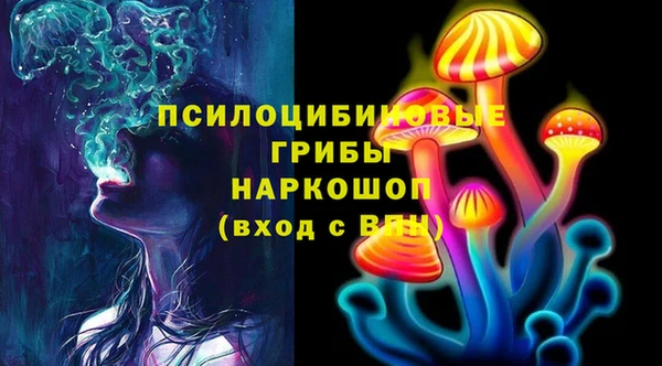 прущие грибы Новозыбков